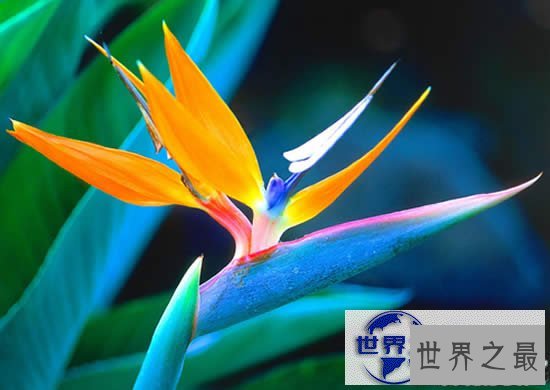 【图】世界上最美的花，盘点十大最美丽的花