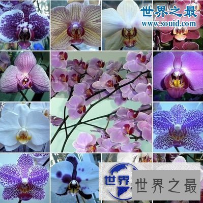 【图】世界上最美的花，盘点十大最美丽的花