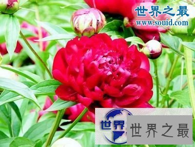 【图】世界上最美的花，盘点十大最美丽的花