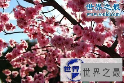 【图】世界上最美的花，盘点十大最美丽的花