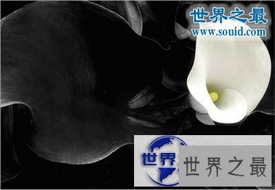 【图】世界上最美的花，盘点十大最美丽的花