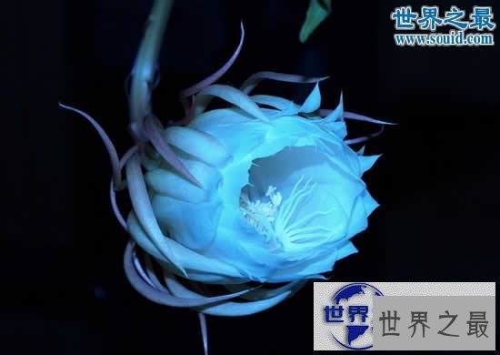 【图】世界上最美的花，盘点十大最美丽的花