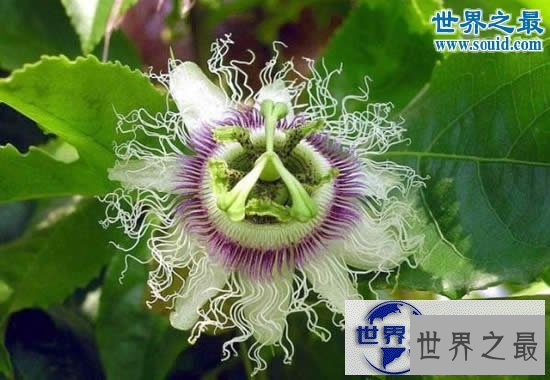 【图】世界十大危险植物，坏女人花会渗出腐蚀性液体