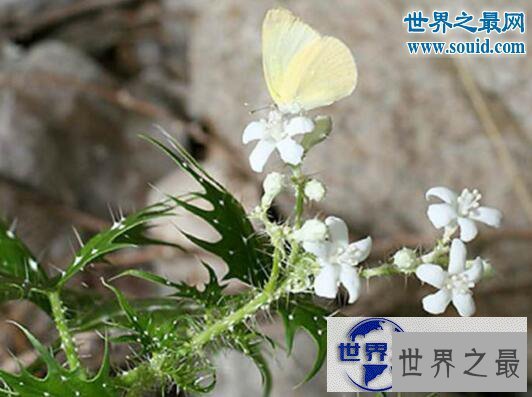 【图】世界十大危险植物，坏女人花会渗出腐蚀性液体