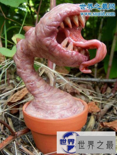 【图】世界十大危险植物，坏女人花会渗出腐蚀性液体