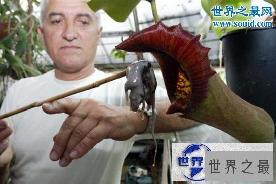 【图】世界十大危险植物，坏女人花会渗出腐蚀性液体