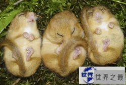【图】冬眠时间最长的动物，睡鼠(长达9个月/往往被饿