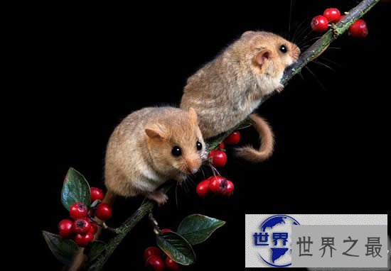 【图】冬眠时间最长的动物，睡鼠(长达9个月/往往被饿