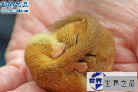 【图】冬眠时间最长的动物，睡鼠(长达9个月/往往被饿