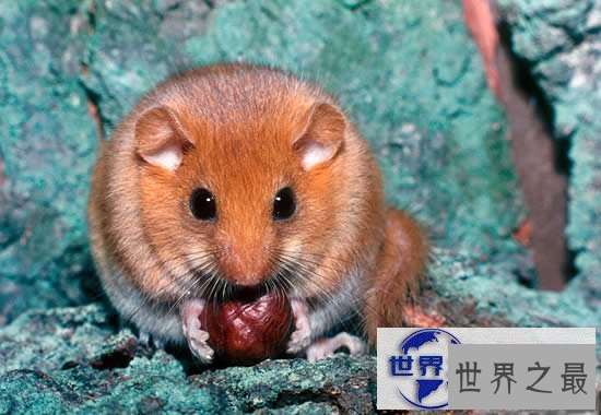 【图】冬眠时间最长的动物，睡鼠(长达9个月/往往被饿