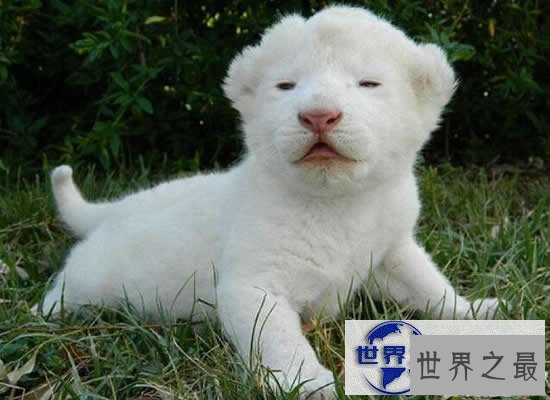【图】世界上最贵的10个动物，绿猴赛马价值1600万美元