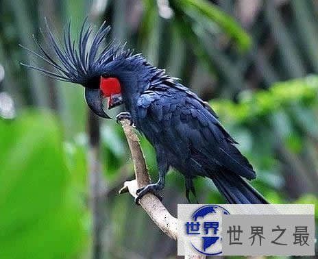 【图】世界上最贵的10个动物，绿猴赛马价值1600万美元