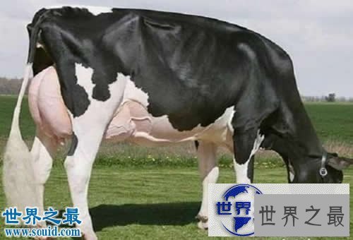 【图】世界上最贵的10个动物，绿猴赛马价值1600万美元