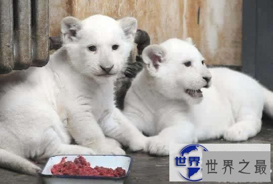 【图】世界上最贵的10个动物，绿猴赛马价值1600万美元