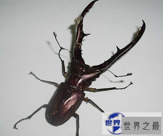 【图】世界上最贵的10个动物，绿猴赛马价值1600万美元