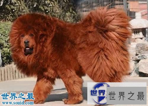 【图】世界上最贵的10个动物，绿猴赛马价值1600万美元