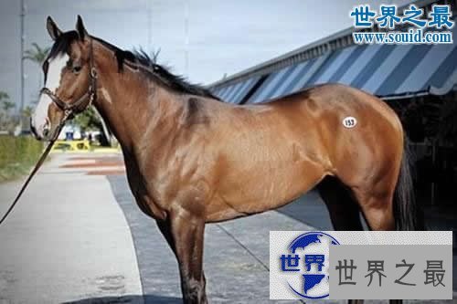 【图】世界上最贵的10个动物，绿猴赛马价值1600万美元