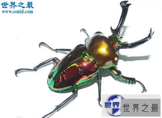 【图】世界上最贵的10个动物，绿猴赛马价值1600万美元