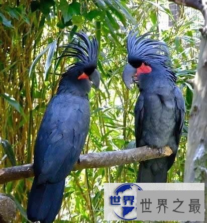 【图】世界上最贵的10个动物，绿猴赛马价值1600万美元