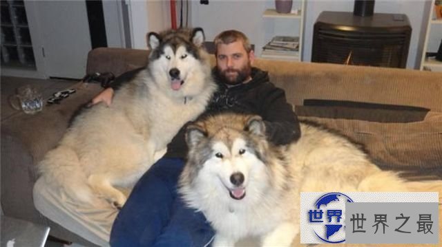 【图】世界上最大的宠物，舌头比人的脑袋还大的宠物