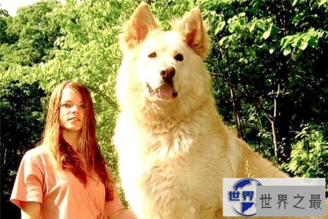 【图】世界上最大的宠物，舌头比人的脑袋还大的宠物