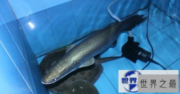 【图】世界上最大的宠物，舌头比人的脑袋还大的宠物