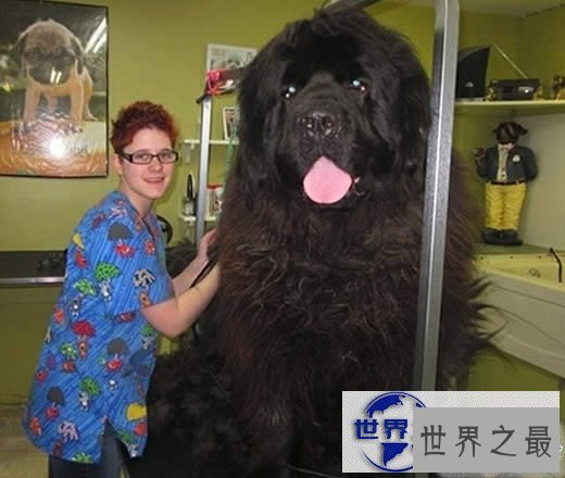 【图】世界上最大的宠物，舌头比人的脑袋还大的宠物