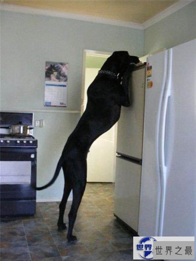 【图】世界上最大的宠物，舌头比人的脑袋还大的宠物