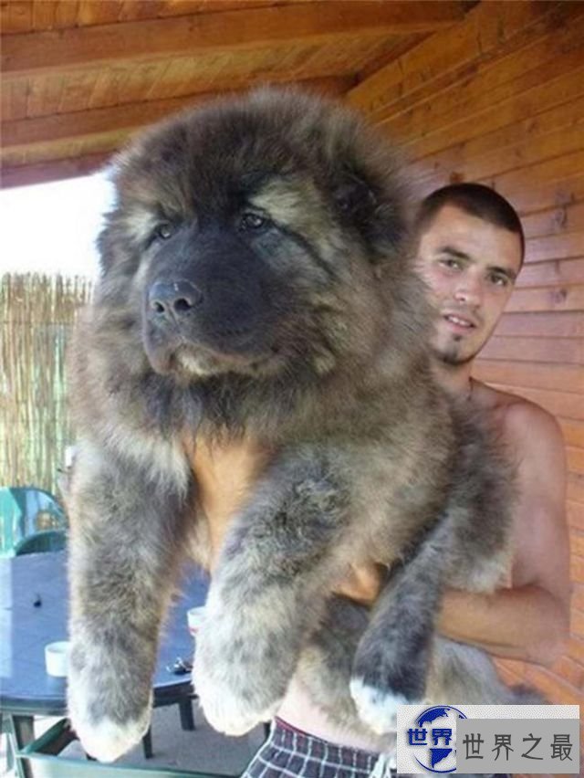 【图】世界上最大的宠物，舌头比人的脑袋还大的宠物