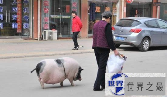 【图】世界上最大的宠物，舌头比人的脑袋还大的宠物