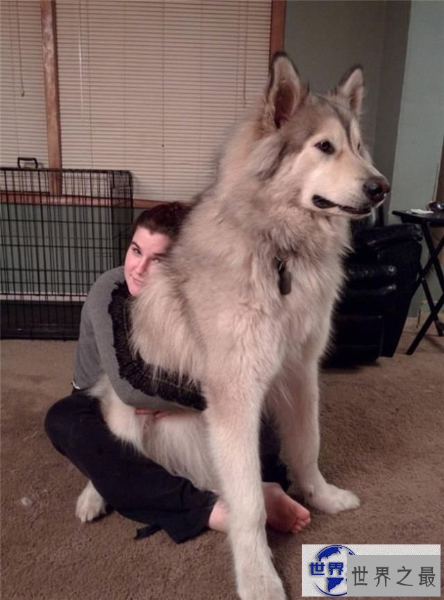 【图】世界上最大的宠物，舌头比人的脑袋还大的宠物