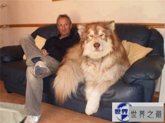 【图】世界上最大的宠物，舌头比人的脑袋还大的宠物