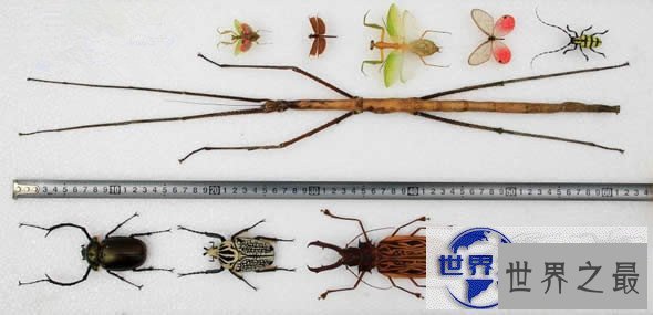 【图】最新世界上最长的昆虫，长62.4厘米的巨型竹节虫