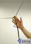 【图】最新世界上最长的昆虫，长62.4厘米的巨型竹节虫