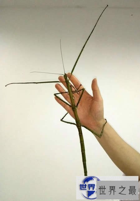 【图】最新世界上最长的昆虫，长62.4厘米的巨型竹节虫