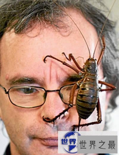 【图】最新世界上最长的昆虫，长62.4厘米的巨型竹节虫