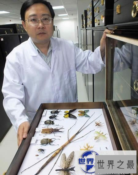 【图】最新世界上最长的昆虫，长62.4厘米的巨型竹节虫