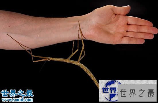 【图】最新世界上最长的昆虫，长62.4厘米的巨型竹节虫