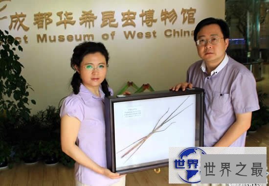 【图】最新世界上最长的昆虫，长62.4厘米的巨型竹节虫