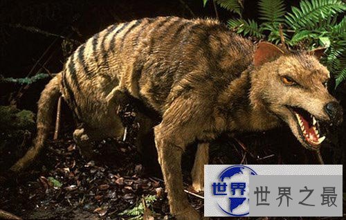 【图】十大最可能死而复生的史前巨兽，你最期待谁？