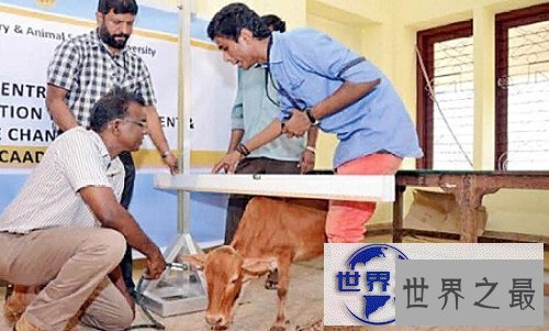 【图】世界上最矮的牛，印度一头牛仅高61.5厘米