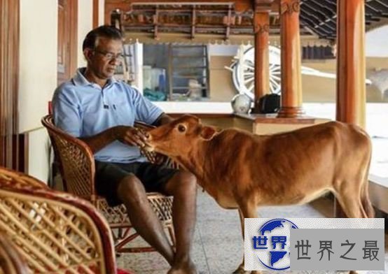 【图】世界上最矮的牛，印度一头牛仅高61.5厘米