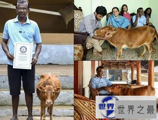 【图】世界上最矮的牛，印度一头牛仅高61.5厘米