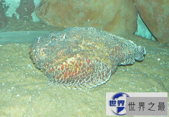 【图】世界上最丑陋最毒的鱼，石头鱼(世界十大毒王之