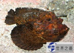 【图】世界上最丑陋最毒的鱼，石头鱼(世界十大毒王之