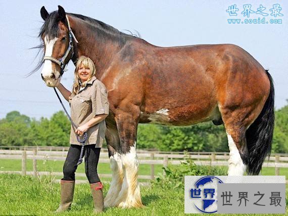 【图】关于马匹的10个世界之最，史上最全纪录