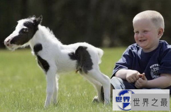 【图】关于马匹的10个世界之最，史上最全纪录