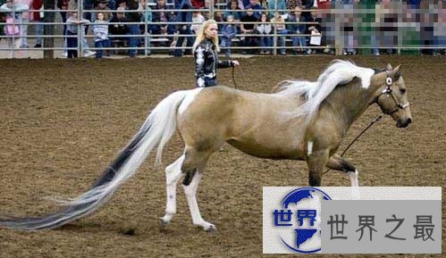 【图】关于马匹的10个世界之最，史上最全纪录