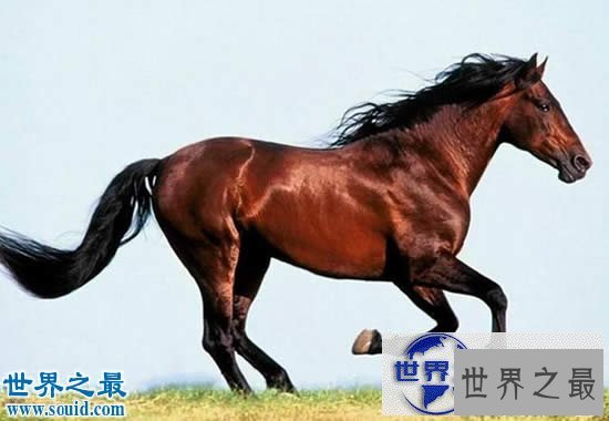 【图】关于马匹的10个世界之最，史上最全纪录