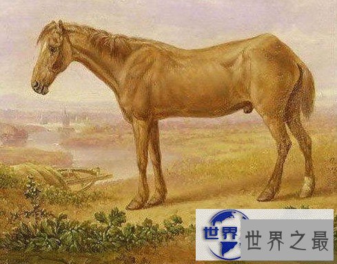 【图】关于马匹的10个世界之最，史上最全纪录
